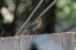 Robin3661