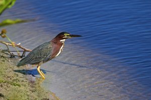 Green Heron