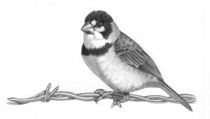 Rusty-collared Seedeater