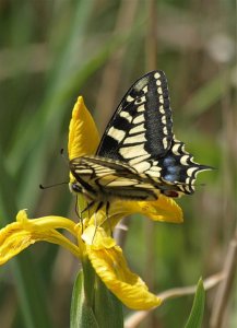 Swallowtail Butterfly