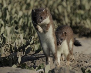 Stoats at play