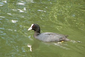 Coot