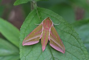 Elephant_Hawkmoth2