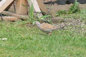 TURTLE DOVE IN MY GARDEN