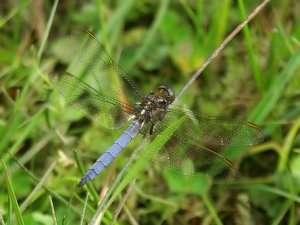 Keeled Skimmer