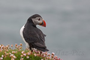 puffin