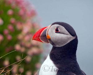 puffin