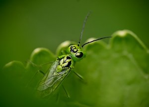 Viridis - Latin for Green