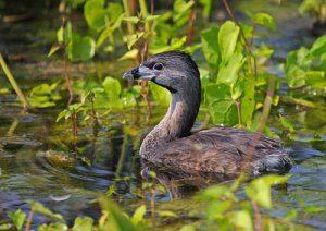 Pied-billed Grebe