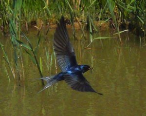 SWALLOW COLLECTING MUD FOR NEST