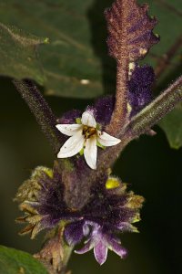 Naranjilla (flower)