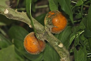 Naranjilla (fruits)