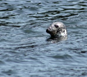 Seal watching