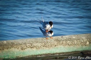 How it's made: Forster's terns