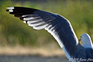 California gull wing
