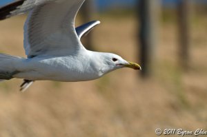 California gull flyby