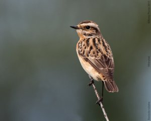 Whinchat