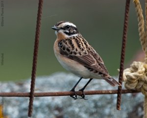 Whinchat