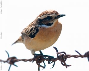 Whinchat