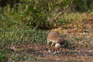 Stoat with Egg