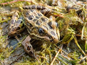 Northern Leopard Frog