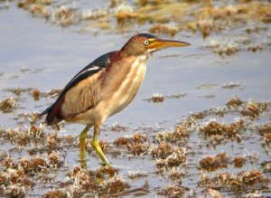 Least Bittern