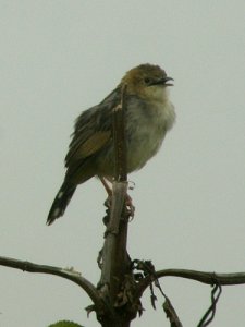 Aberdare Cisticola