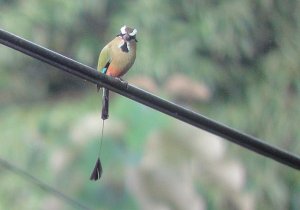 Turquoise-browed Motmot