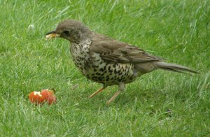 Thrush with mouthful of apple!