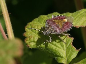 Sloe Bug - Dolycoris baccarum