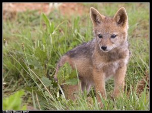 Black-backed Jackal pup