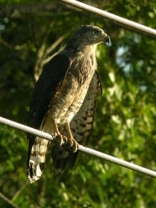 Fasciated Snake-Eagle
