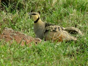 Yellow-throated Sandgrouse