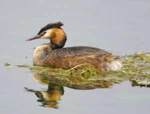 Great Crested Grebe