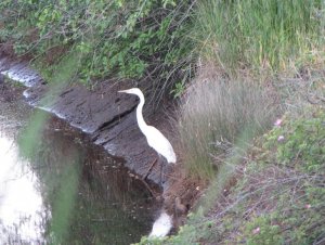 Great Egret