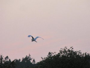 Great Egret