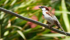 House Sparrow - Male