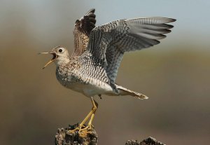 Upland Sandpiper