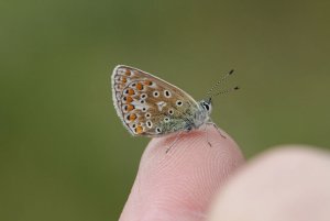 Common_Blue8