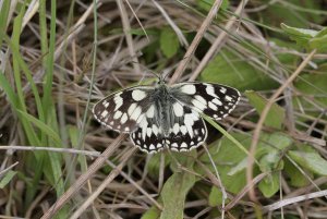 Male_Marbled_White