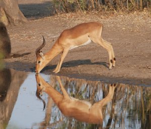 Impala in Reflective Mood