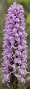 Early_Marsh_Orchid