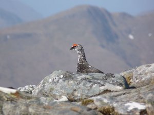 ptarmigan