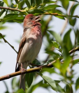 Common Rosefinch