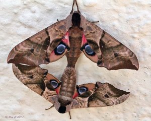 Eyed Hawkmoth's in tandem