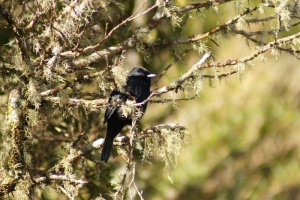 Velvety Black Tyrant