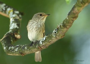 Spotted Flycatcher