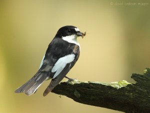 Pied Flycatcher