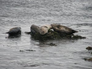 Sleepy Seals