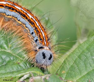 Lackey Moth Caterpillar